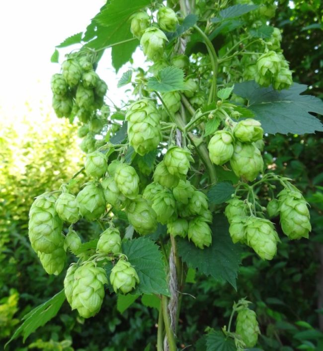 Cônes de houblon