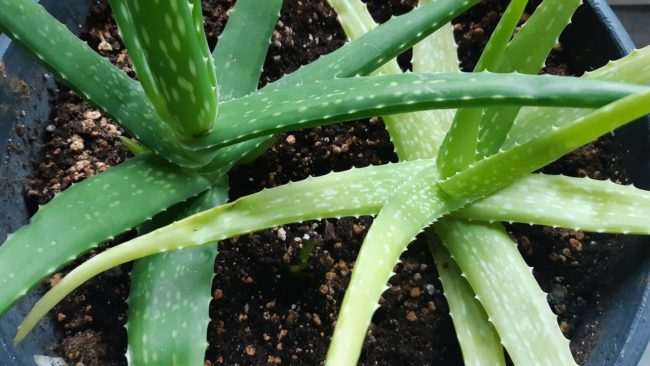 aloe