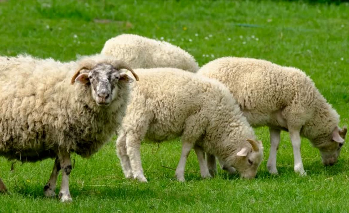 rdvd-2022-miniature-site-web