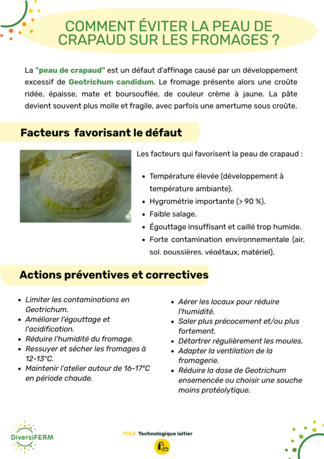 Article DiversiFERM2026 – la peau de crapaud